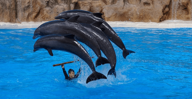 Delfin park - Tenerife